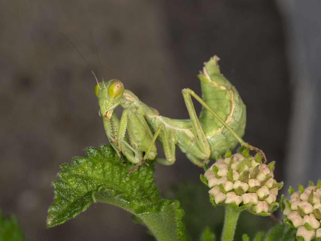 Ameles spallanzania?